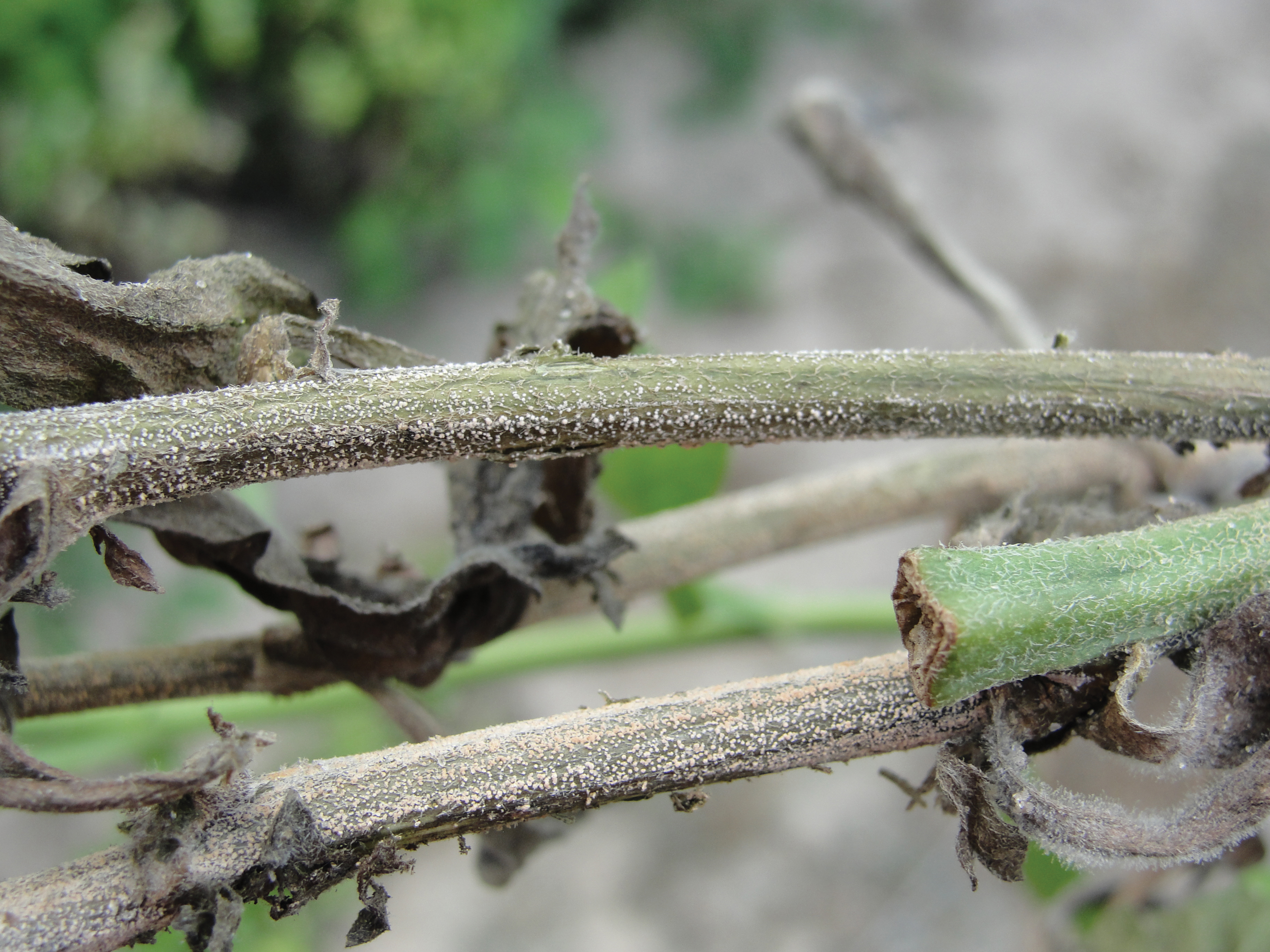 Fusarium sporodochia on mums